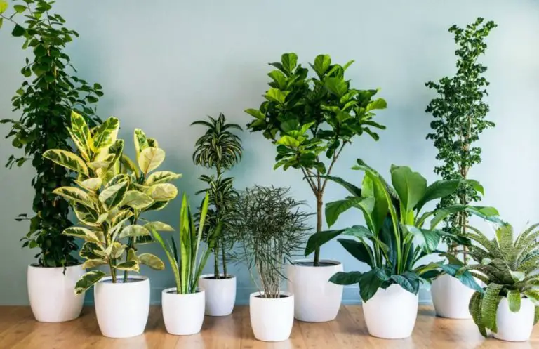 Indoor Plants: Selection and care